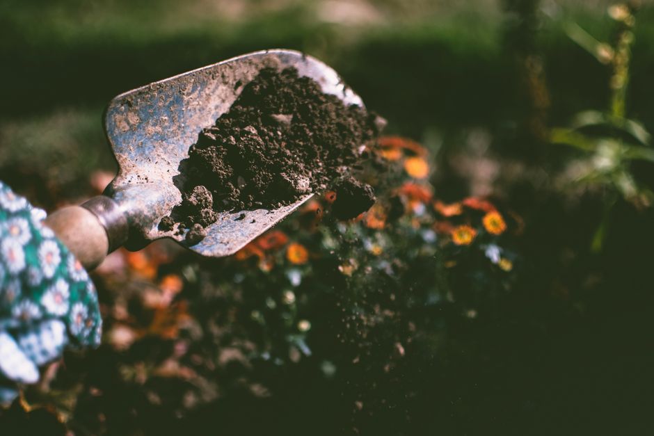 Planting garden flowers